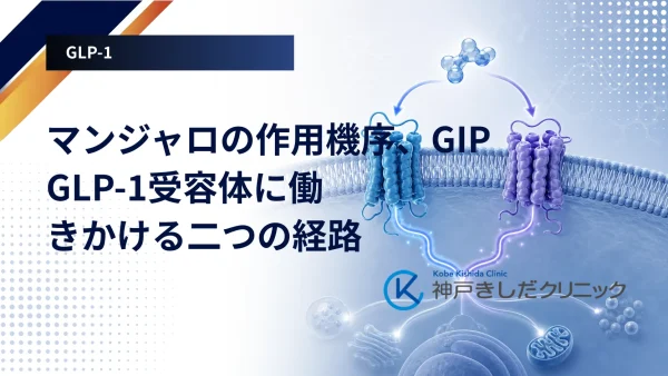 マンジャロの作用機序、GIP/GLP-1受容体に働きかける二つの経路