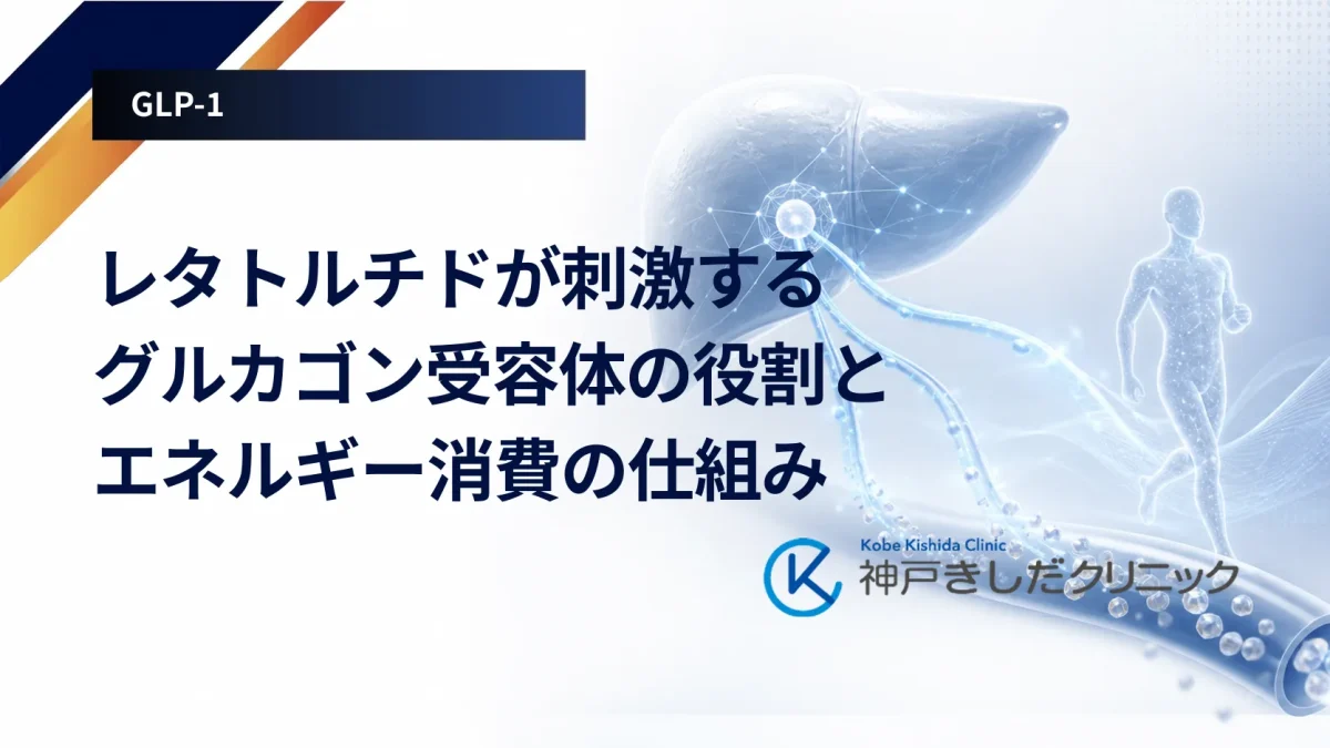 レタトルチドが刺激するグルカゴン受容体の役割とエネルギー消費の仕組み