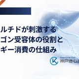 レタトルチドが刺激するグルカゴン受容体の役割とエネルギー消費の仕組み