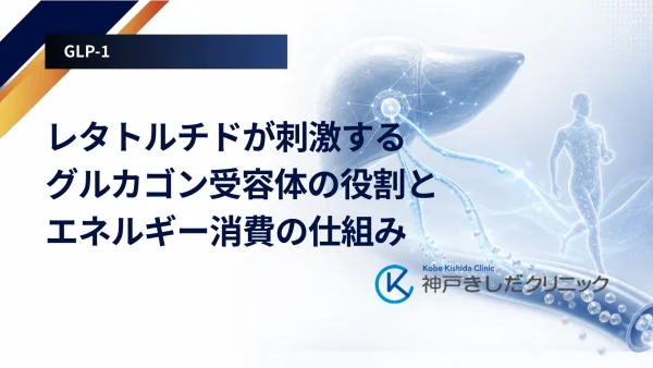 レタトルチドが刺激するグルカゴン受容体の役割とエネルギー消費の仕組み